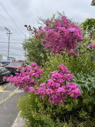 Image result for Fuirena abnormalis