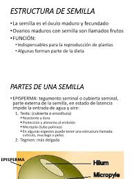 Estructura de Semilla