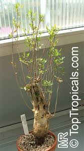 Image result for Commiphora
