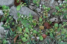 Image result for Alternanthera pungens