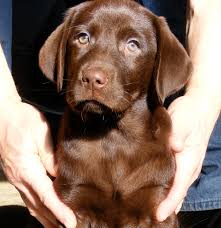 Find more listings on oodle classifieds find used cars, used motorcycles, used rvs, used boats, apartments for rent, homes for sale. Wisconsin Labrador Breeders Free Dog Listings