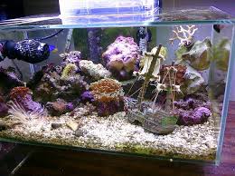 Top fin coral aquarium ornaments shipwrecked game. Sunken Ship Aquarium Ornament New Daily Offers Insutas Com