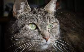 Green Eyes Cat Wallpaper 4k Cat Care Cats Pets Cats