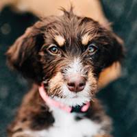 Maybe you would like to learn more about one of these? Rescue Dogs In Maine Homeward Bound Down East Magazine
