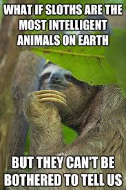 What if sloths are the most intelligent animals on earth but they can't be  bothered to tell us - Philososloth - quickmeme
