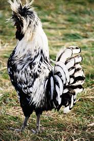 Fancy B Beautiful Chickens Chickens Backyard Fancy Chickens
