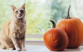 Try our easy pumpkin purée recipe, then turn this sensational seasonal ingredient into cakes, pancakes and glorious pies. Can Cats Eat Pumpkin