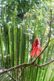 Image result for Erythrina madagascariensis