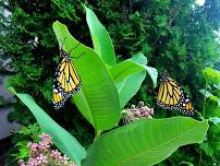 Raising Monarchs, with Heather Schupbach
