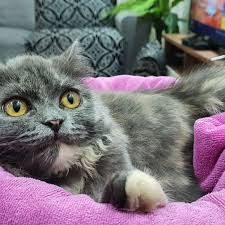 cats cat catsofinstagram cats of instagram cats of instagram catslovers catlover cats of world catscatscats catlife cat day cat photography cat photo