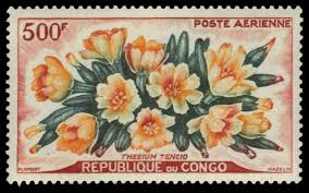 Image result for Thesium bequaertii