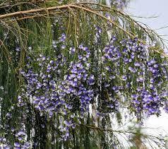 Psoralea Fleta Weeping Blue Broom Permeates The Air With A Smell Like Grape Soda Grows 12 Tall From Annie S Annu Plants Specimen Trees Low Water Gardening