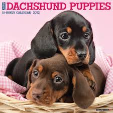 Find 342 dachshunds for sale on freeads pets uk. Just Dachshund Puppies 2022 Wall Calendar Dog Breed Willow Creek Press 9781549217739 Amazon Com Books