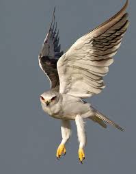 Black Bird With Orange Wings South Africa The Black Shouldered Kite A Common Bird Of Prey In South Africa The Black Shouldered Kite Is A Small Grey And White Ra South African Birds Pet Birds Animals
