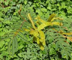 Image result for Mimosa pigra