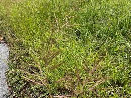 Image result for Bothriochloa bladhii