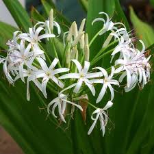 Image result for Crinum paludosum