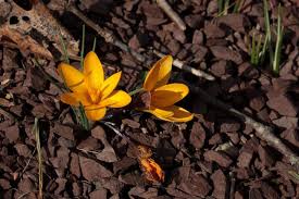 Image result for Pycreus chrysanthus