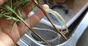 Image result for rosemary cuttings