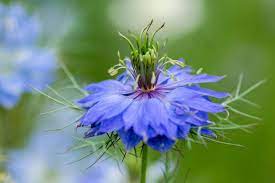 Nigella Damascena Miss Jekyll Dark Blue Love In A Mist