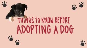 Check spelling or type a new query. Should I Adopt A Dog Tips For Adopting During The Coronavirus Pandemic Life Kit Npr