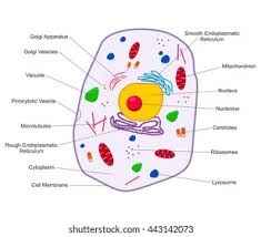 We did not find results for: Animal Cell Structure Cross Section Cell Stock Vector Royalty Free 443142073