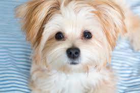 Maybe you would like to learn more about one of these? Morkie Poo A Puppy You Ll Forever Love Petland Florida