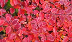 Epingle Sur Cotoneaster Horizontalis Yayilici Dag Musmulasi