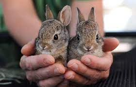 Pin On Animals That I Love
