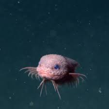 New Deep-Sea Snailfish Discovered! What Makes It So Bumpy?