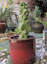 Image result for Lophocereus