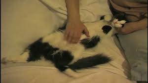 Kedi Dogumu Gumus Youtube