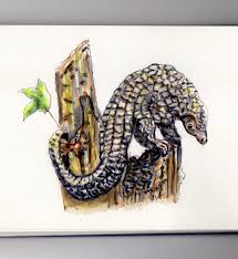 Is handmade pangolin scales aremade of toothpicks. The Pangolin Doodlewash