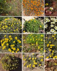 Image result for Hirpicium gracile