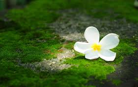 Feel free to download, share. Wallpaper Greens Flower Flowers Background Wallpaper Wallpaper Flower Widescreen Background Full Screen Hd Wallpapers Flower Plumeria Frangipani Widescreen Images For Desktop Section Cvety Download