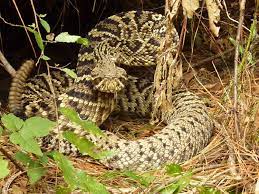 Pearlsofprofundity Rattlesnake Deadly Animals Nature Adventure
