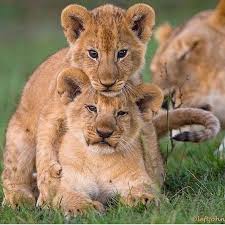 Funny Wildlife In 2020 Animals Baby Animals Animals Beautiful