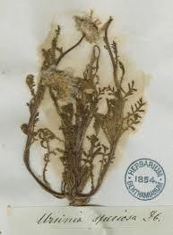 Image result for Ursinia montana