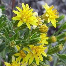 Image result for Triainolepis africana