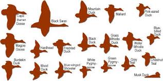 duck identification chart waterfowl identification chart