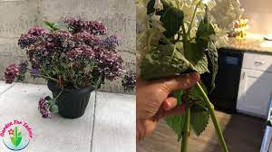 Maybe you would like to learn more about one of these? Why Is My Potted Hydrangea Wilting 10 Causes And Solutions Garden For Indoor