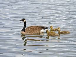 Birds Of North Idaho Canadian Goose Animals Northern California Wildlife