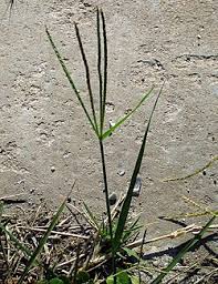 Image result for Hubbardochloa
