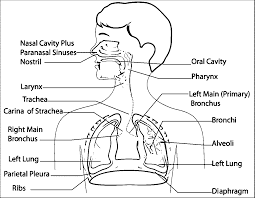 Howstuffworks.com contributors the respiratory system is the group of tissues and organs in your. Respiratory System Coloring Page Coloring Home