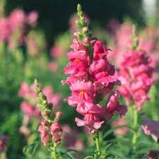 Snapdragon Flower Seeds Sonnet Series F1 1000 Seeds Rose Blooms Annual Flower Garden Border Flowers Walmart Com In 2020 Snapdragon Flowers Snapdragons Flower Garden Borders