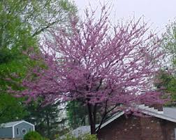 It grows up to 2 to 4 feet, prefers full sun to light shade, and blooms early to late summer. Trees Shrubs Autumn Acres Llc