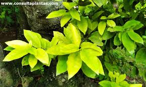 Image result for Ocotea