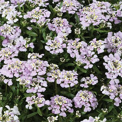 Candytuft - First Flush Lavender