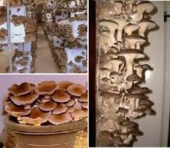 Immer beliebter wird der shiitake pilz, der zubereitet eine fleischähnliche konsistenz besitzt. Pioppino Dubel Pilze Selber Zuchten Pilzzucht Pilzbrut Fur Substrat Ebay