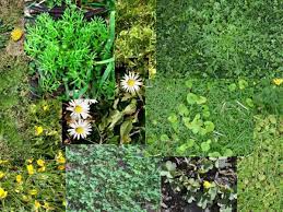 Black plastic mulch can kill grass and weeds to make space for a vegetable garden. Top 20 Worst Lawn Weeds In New Zealand